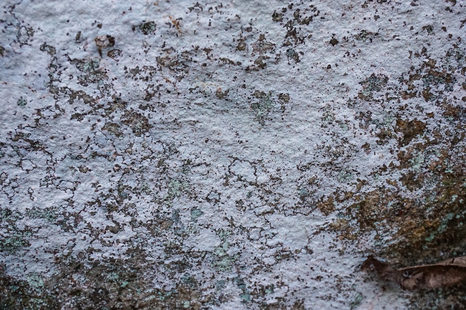 Phlyctis petraea image