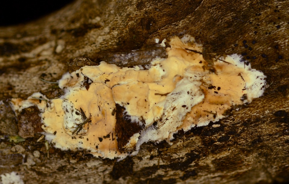 Cylindrobasidium evolvens image