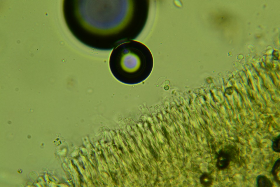 Cylindrobasidium evolvens image
