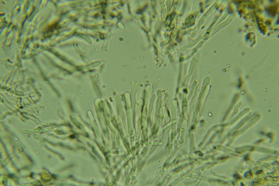 Cylindrobasidium evolvens image