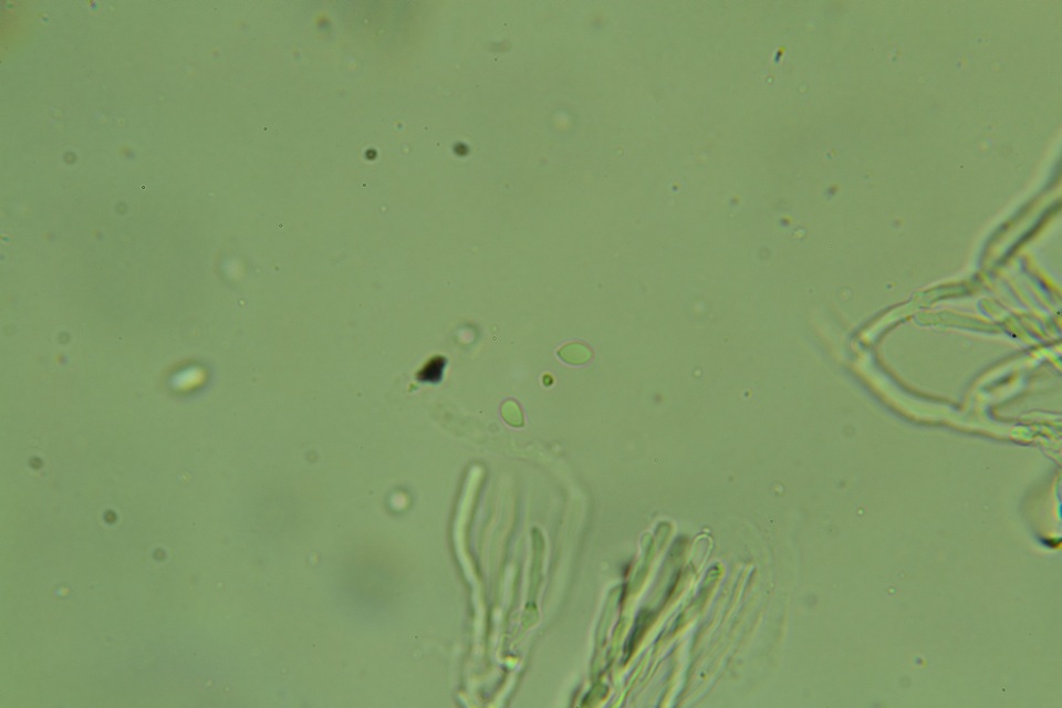 Cylindrobasidium evolvens image