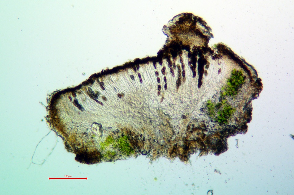 Rinodina juniperina image