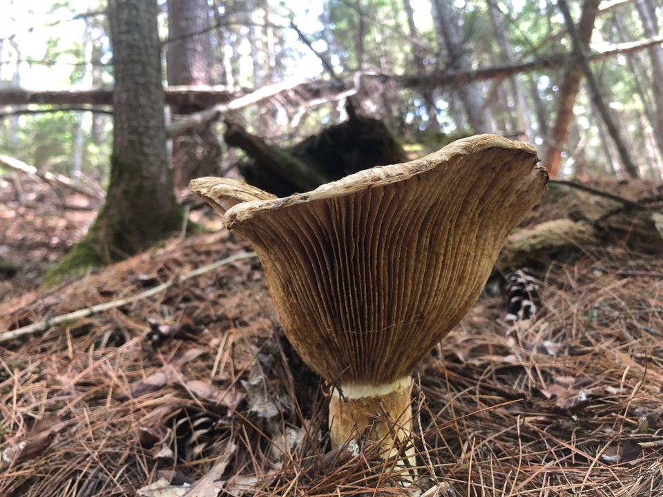 Lactifluus deceptivus image