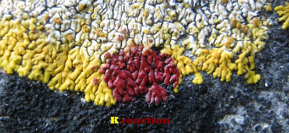 Caloplaca decipiens image