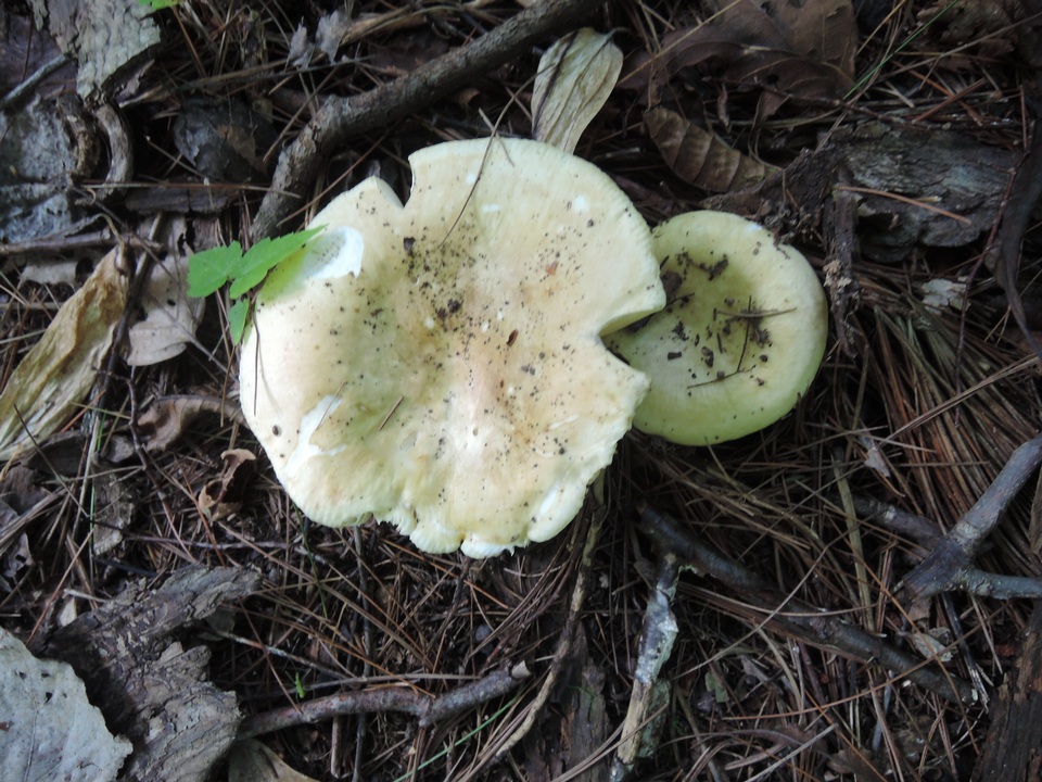Russula subterfurcata image