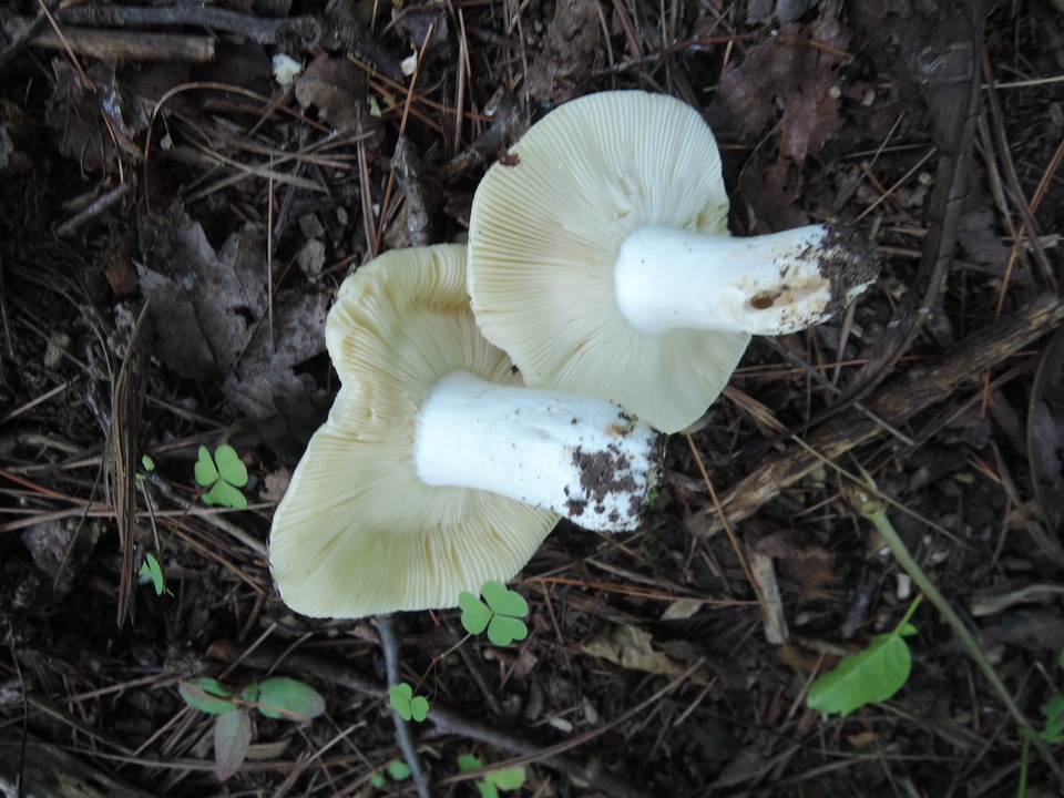 Russula subterfurcata image