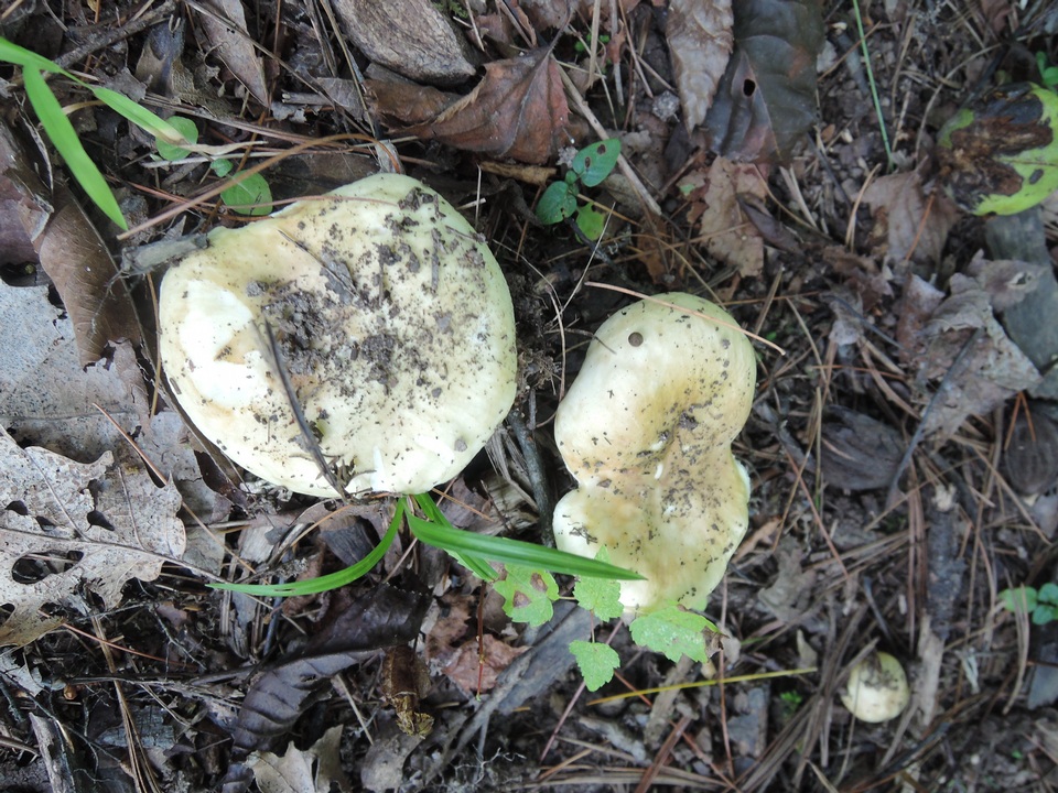 Russula subterfurcata image