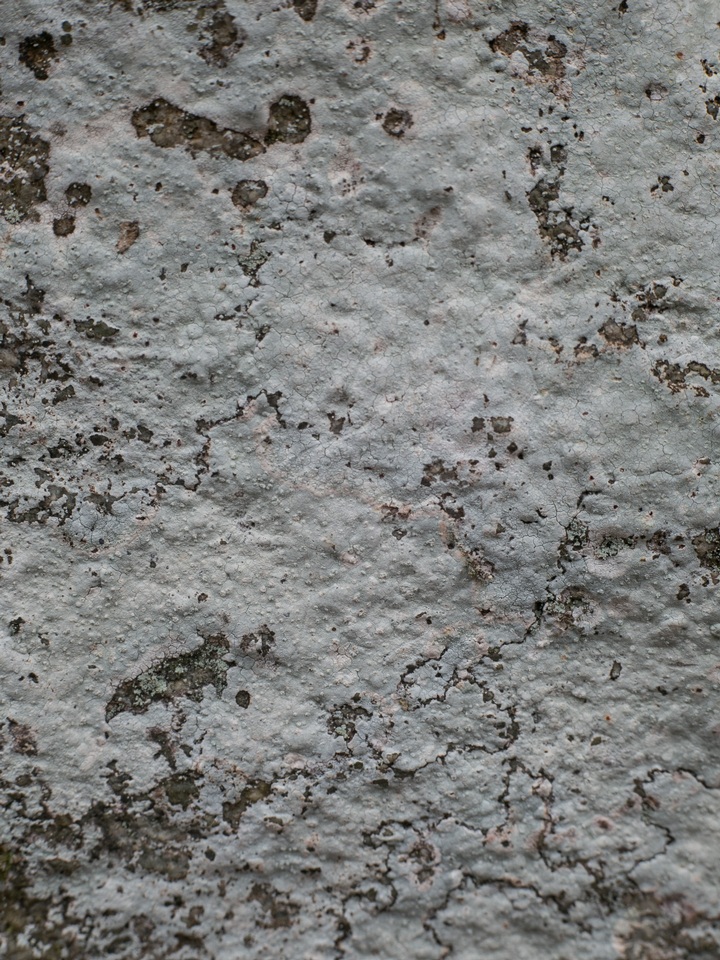 Phlyctis petraea image