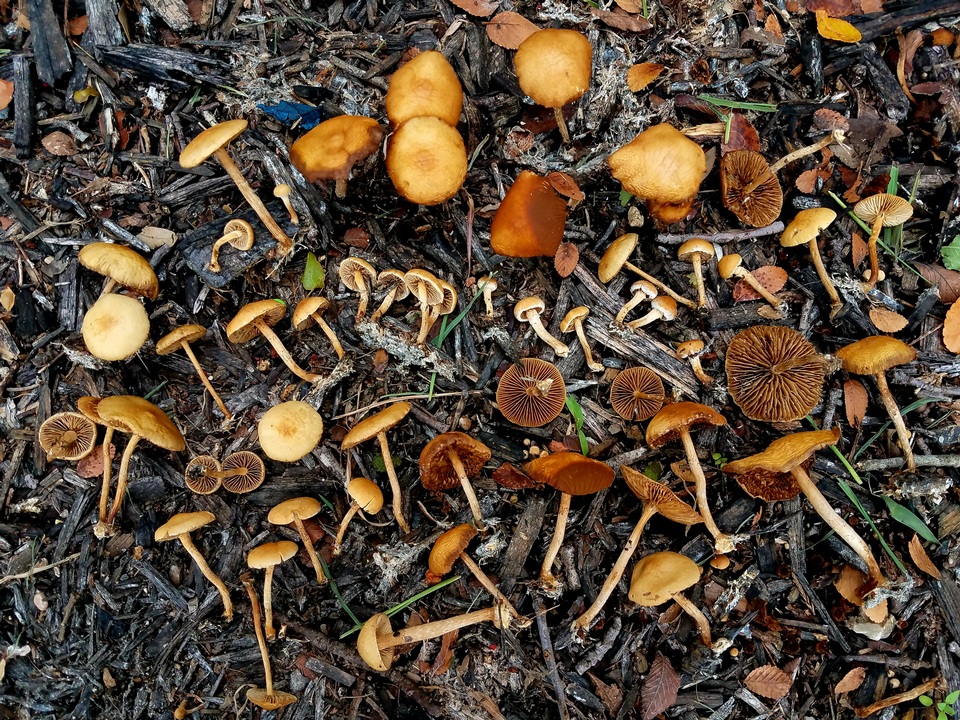 Agrocybe arvalis image