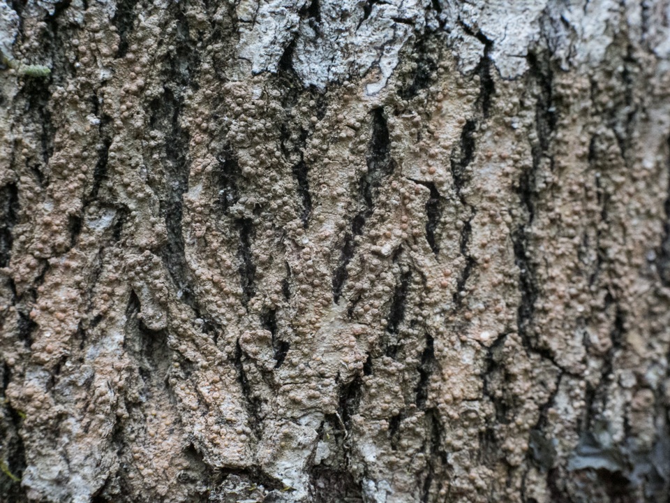 Porina heterospora image