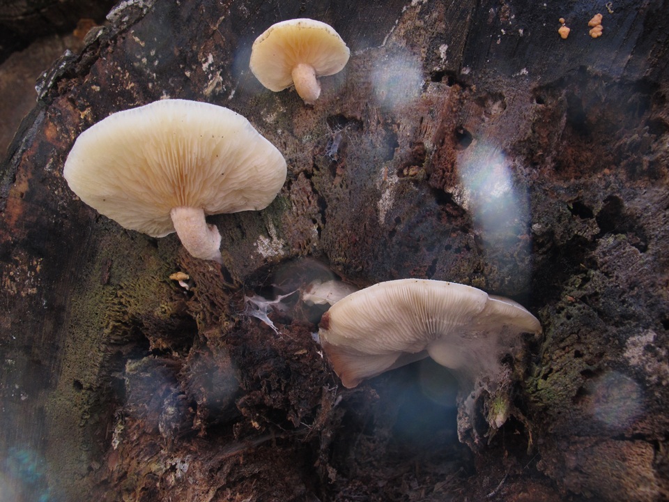 Ossicaulis lignatilis image