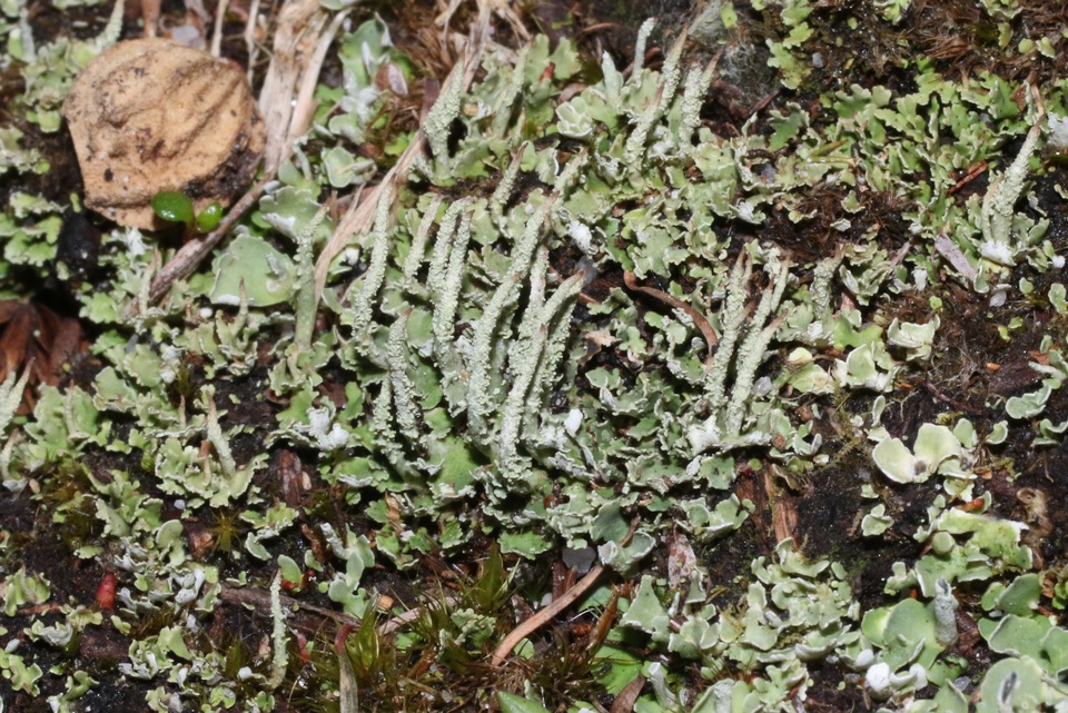 Cladonia capitellata image