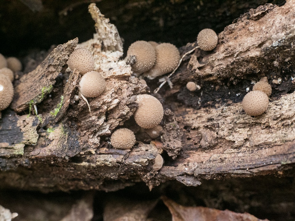Lycoperdon subincarnatum image