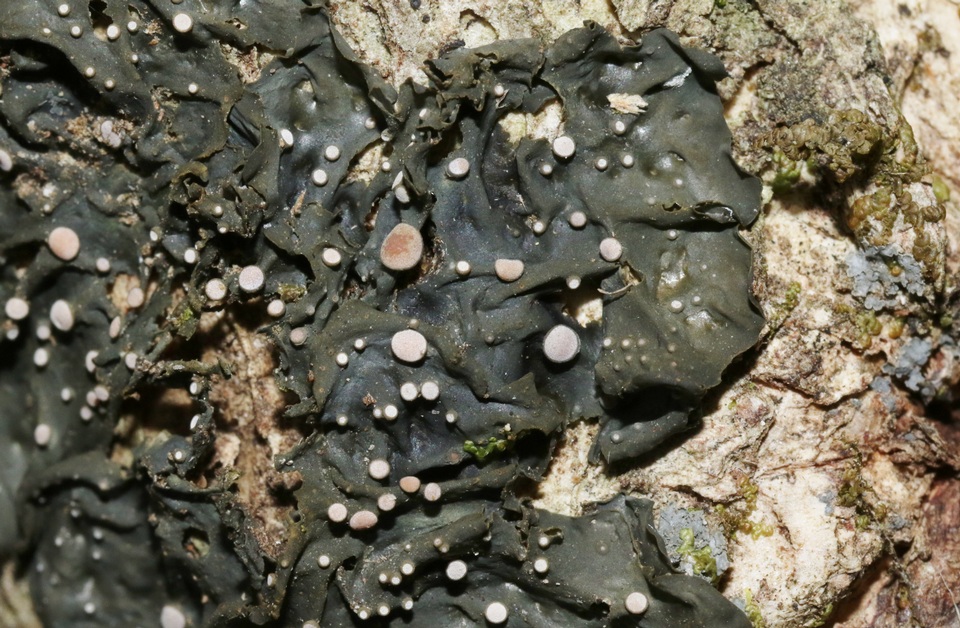 Collema leucocarpum image