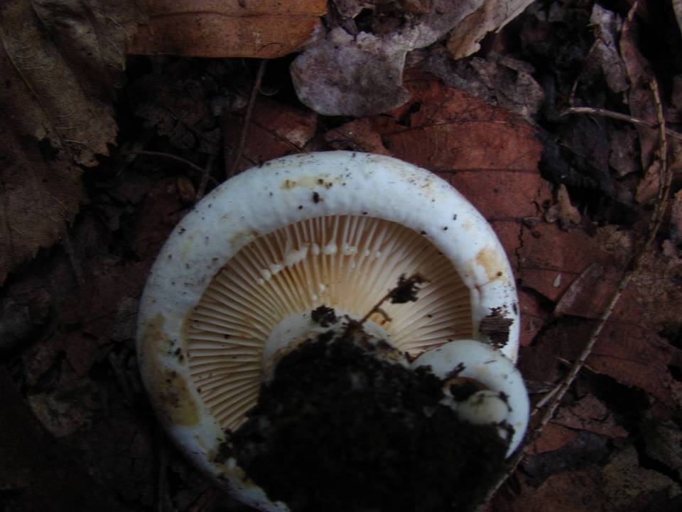 Lactarius subvellereus var. subdistans image