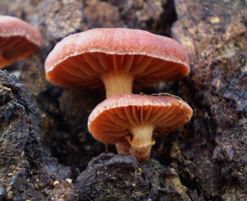 Tubaria serrulata image