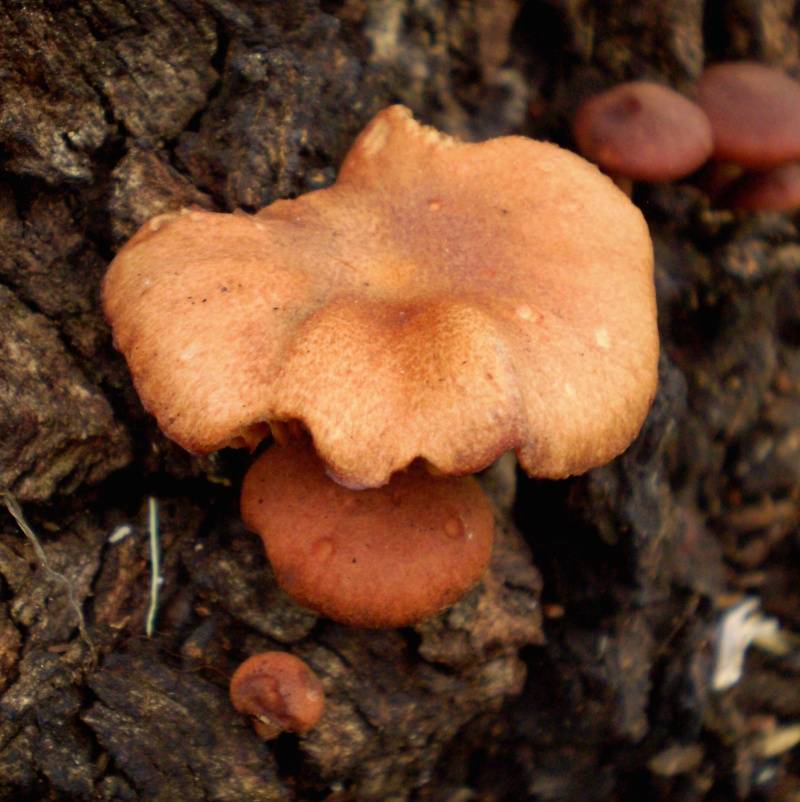 Tubaria serrulata image
