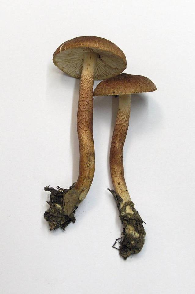 Tricholoma aurantio-olivaceum image
