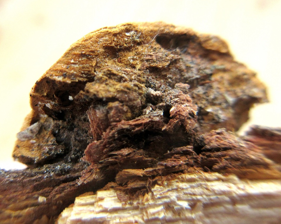 Fuscoporia ferruginosa image