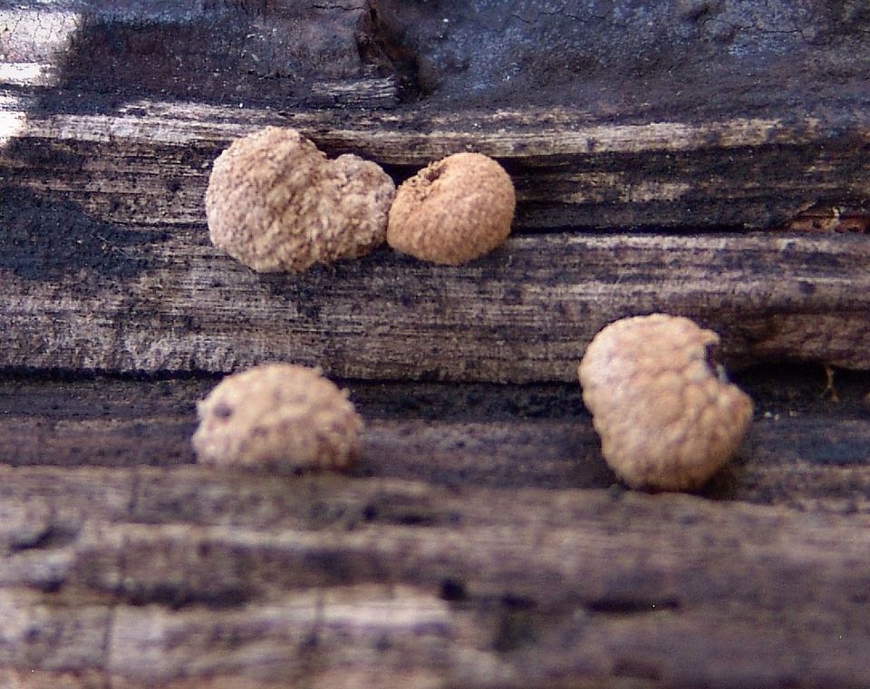 Nidularia pulvinata image