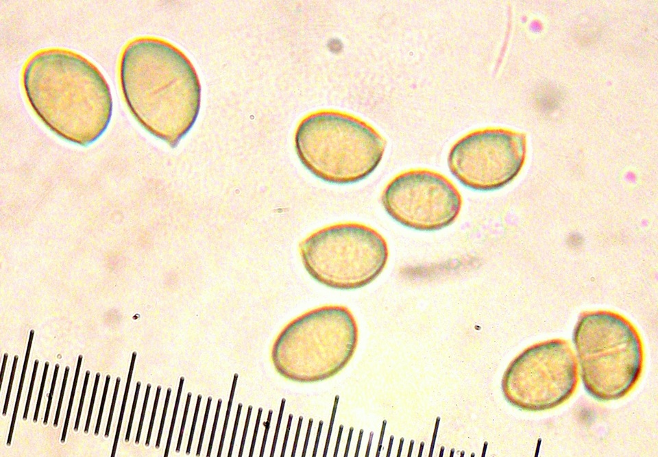 Hebeloma nigromaculatum image