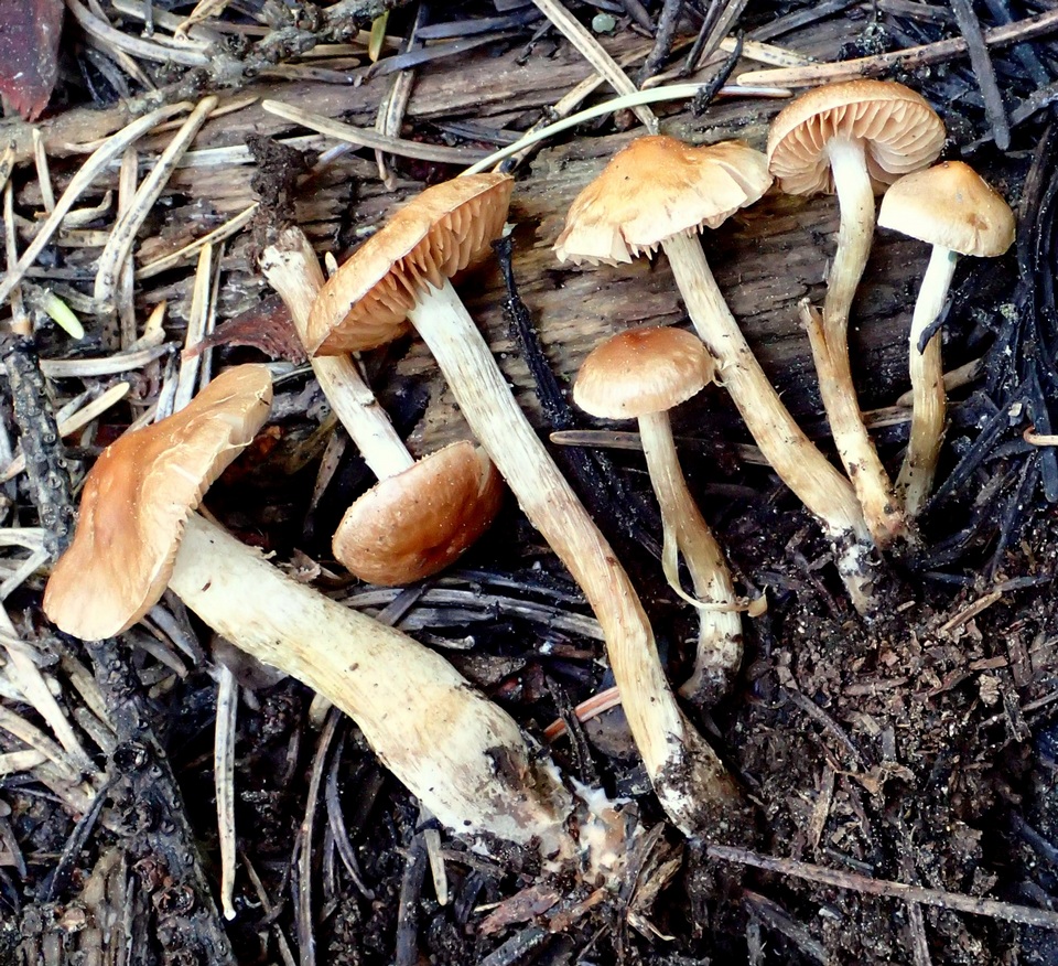 Hebeloma nigromaculatum image