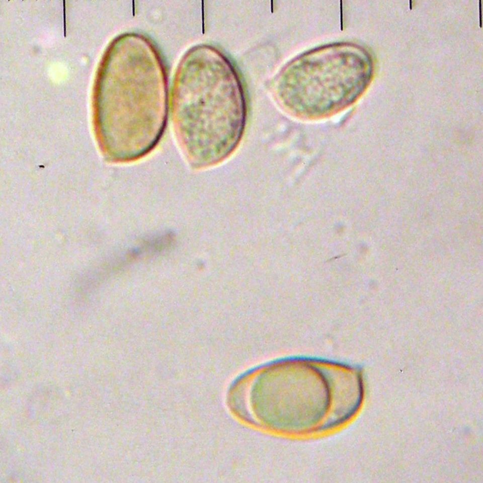 Hebeloma sect. Hebeloma image