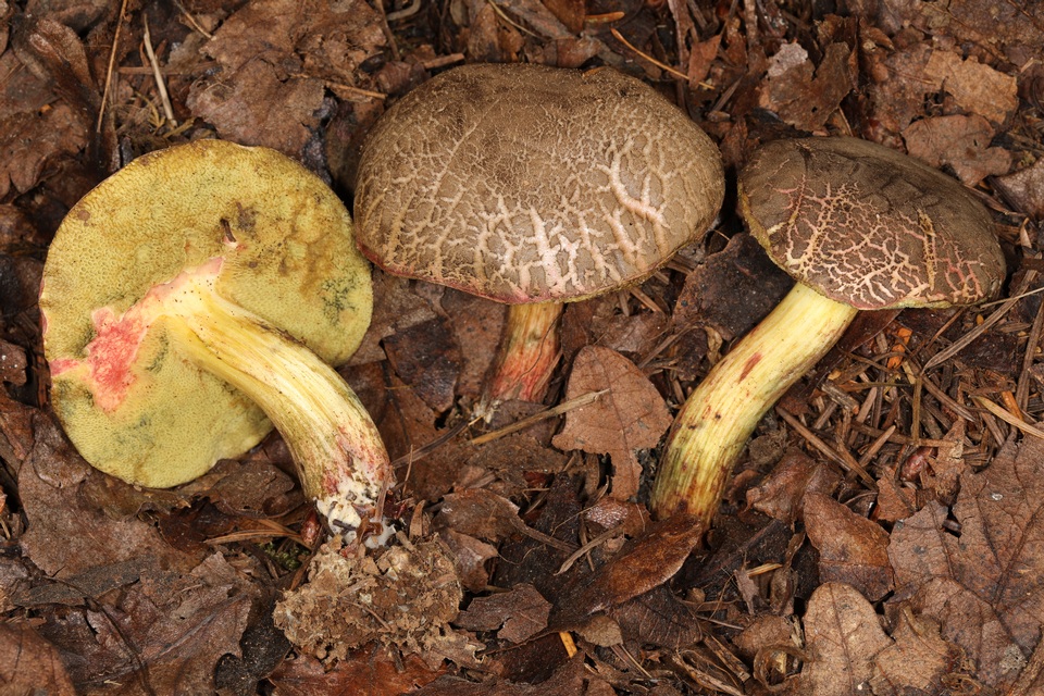 Xerocomellus diffractus image