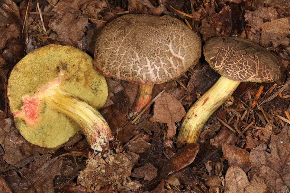 Xerocomellus diffractus image