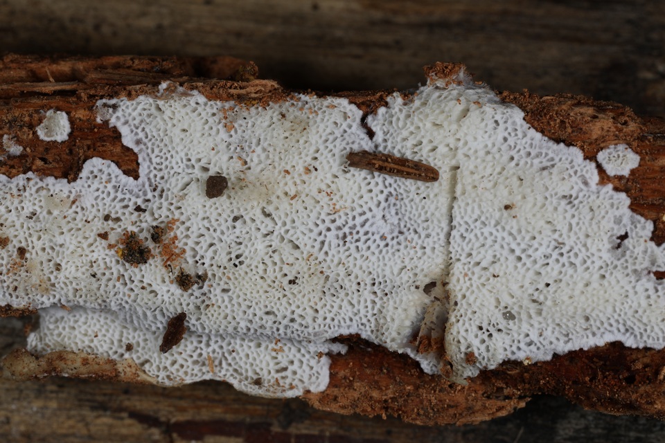 Trechispora image