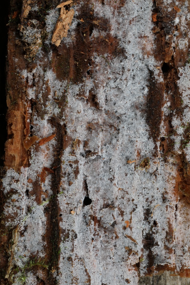 Botryobasidium candicans image