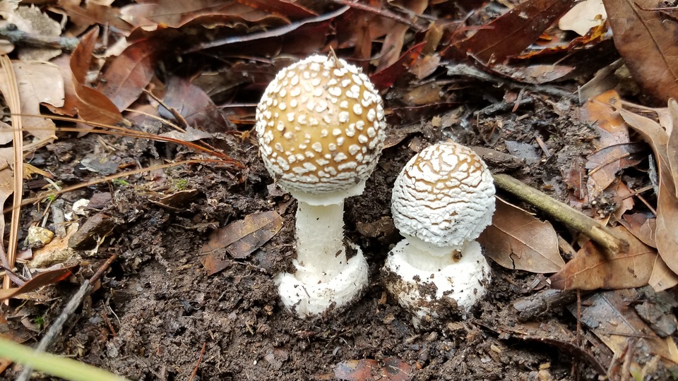 Amanita hallingiana image