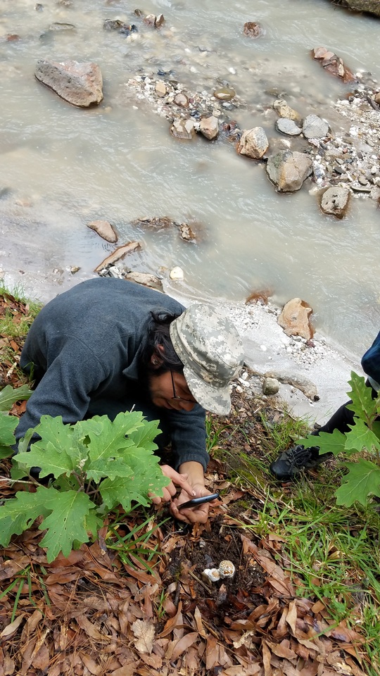 Amanita hallingiana image