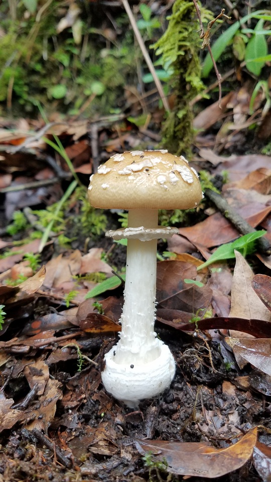 Amanita hallingiana image
