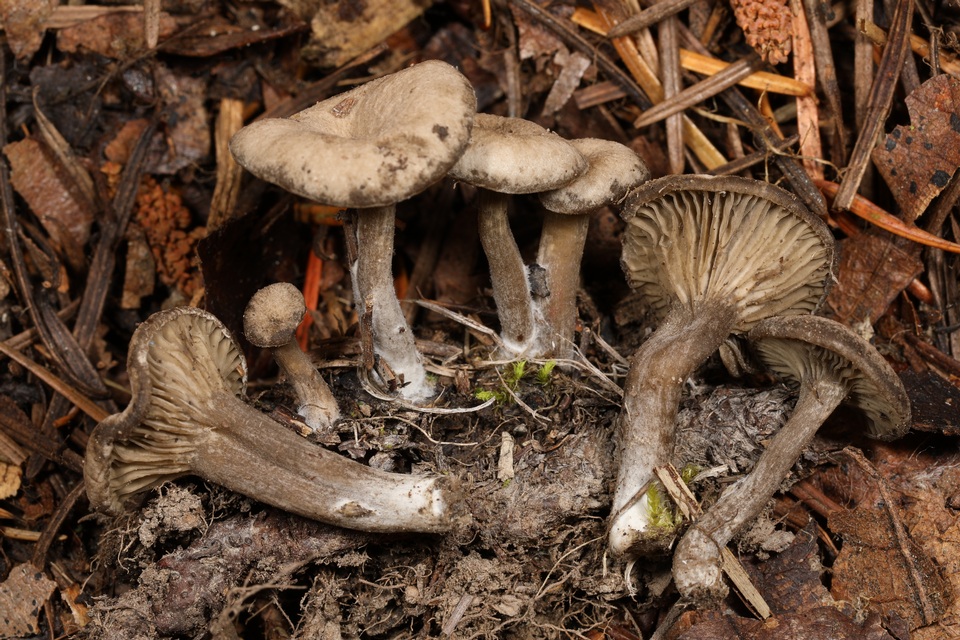 Arrhenia rainierensis image