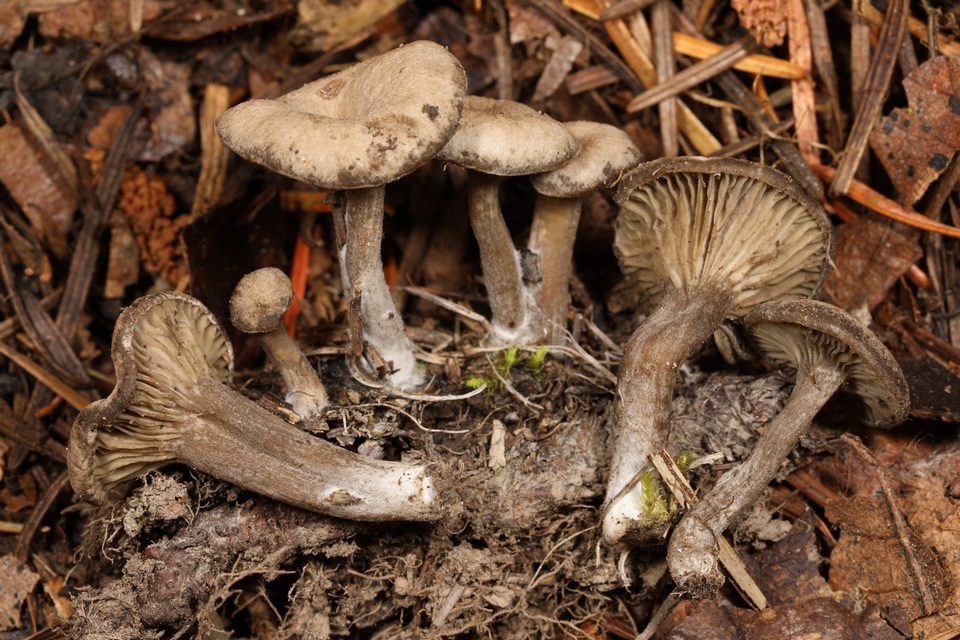 Arrhenia rainierensis image