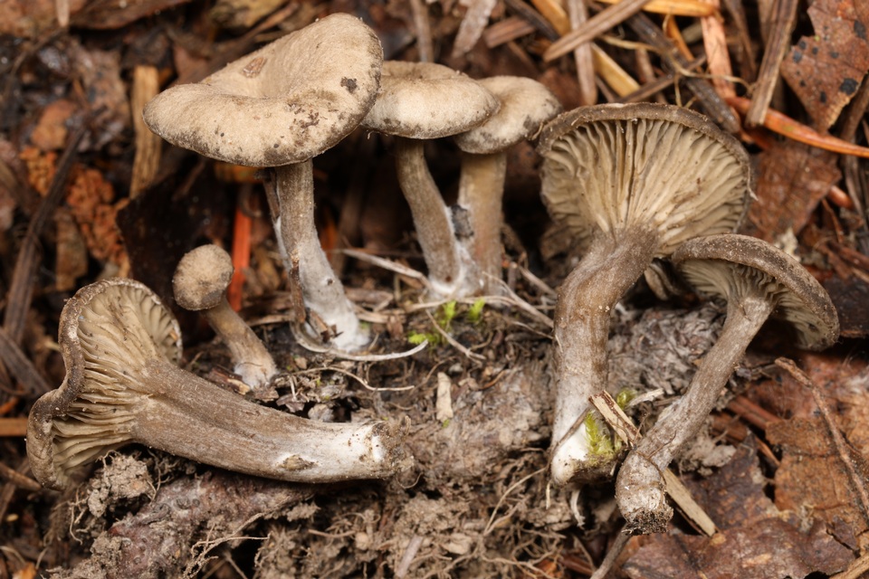 Arrhenia rainierensis image