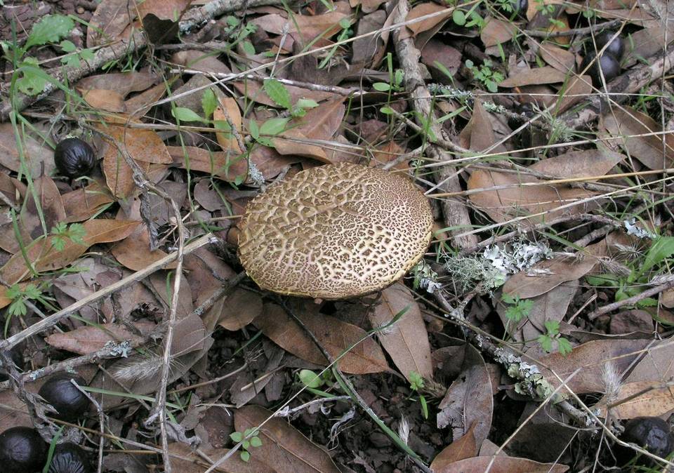 Boletus amylosporus image
