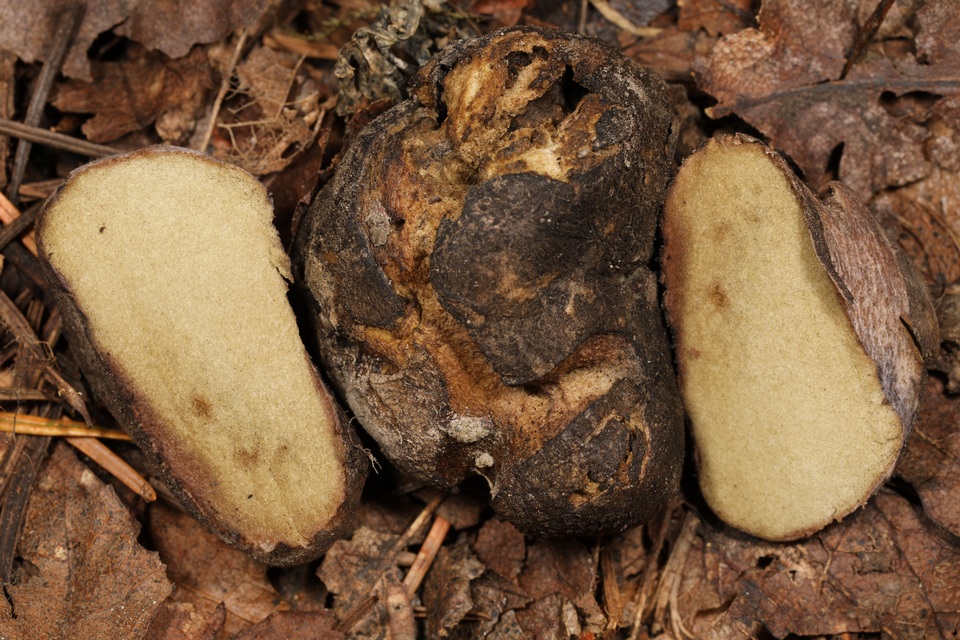 Rhizopogon villosulus image