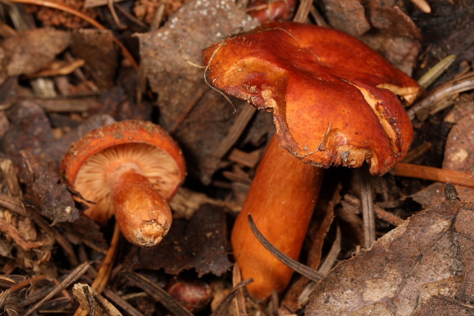 Lactarius substriatus image