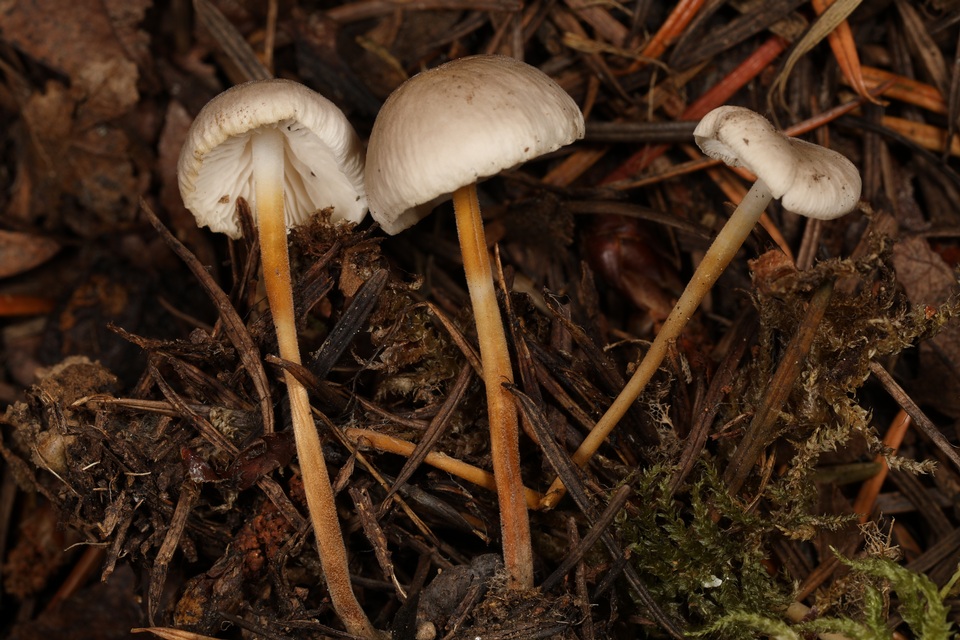 Strobilurus occidentalis image