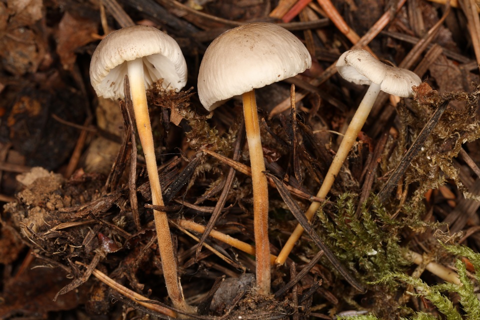 Strobilurus occidentalis image