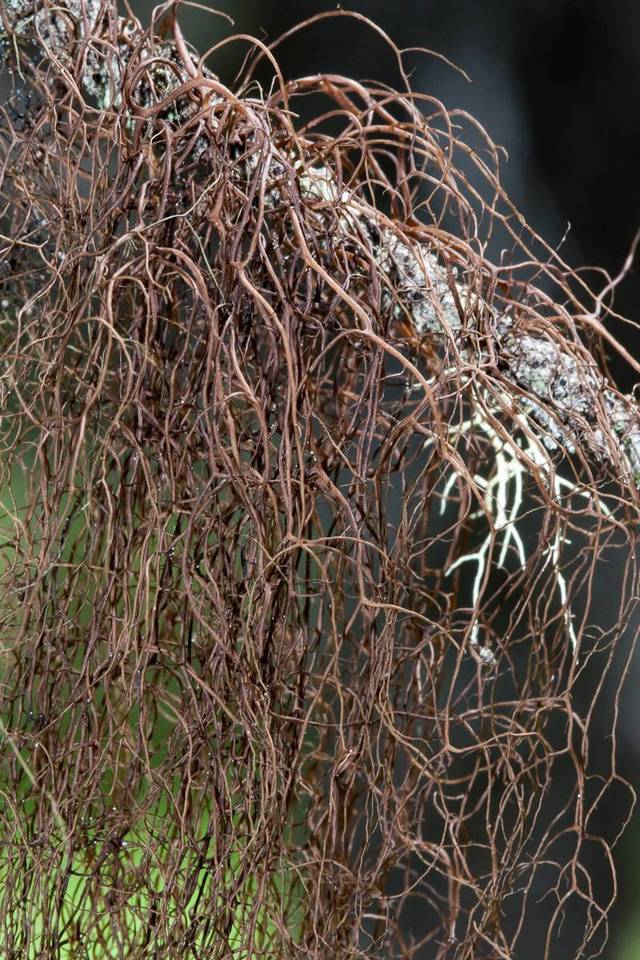 Nodobryoria oregana image