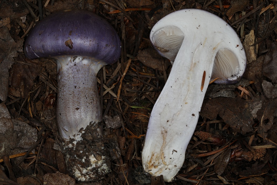 Cortinarius subfoetidus image