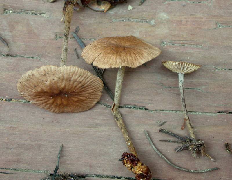 Gymnopus subpruinosus image