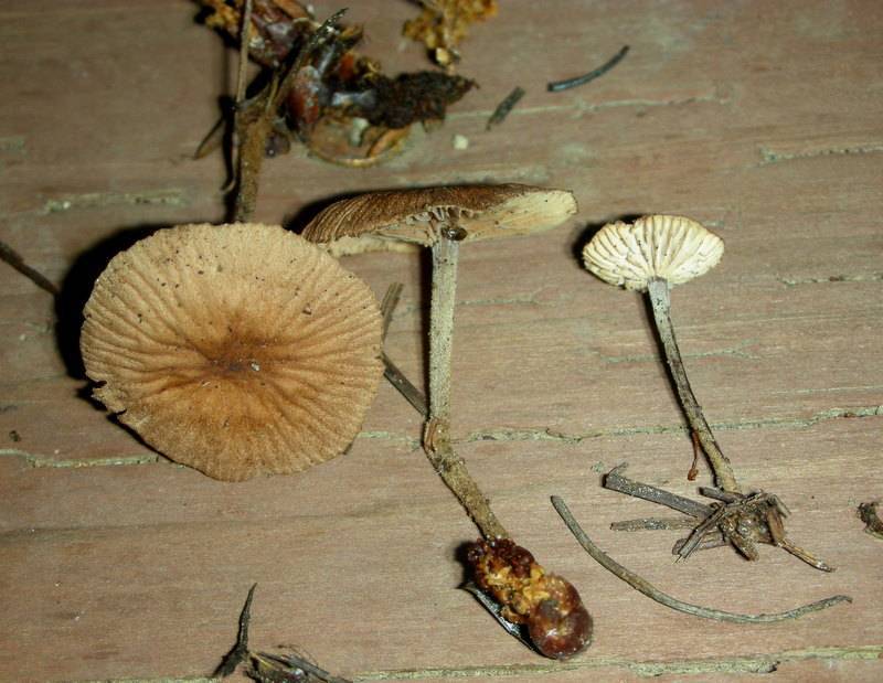 Gymnopus subpruinosus image