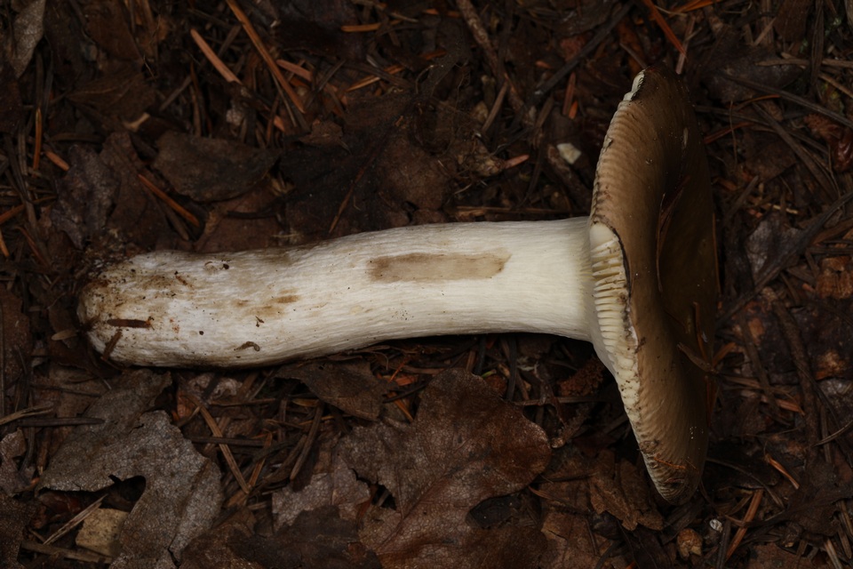 Russula vinosa image