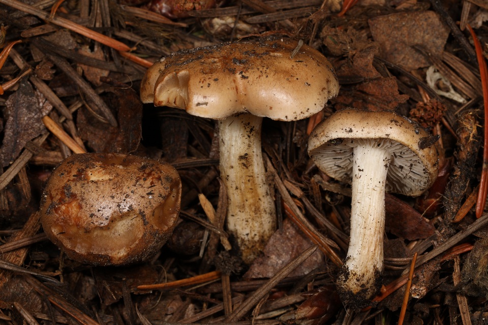 Hebeloma sacchariolens image