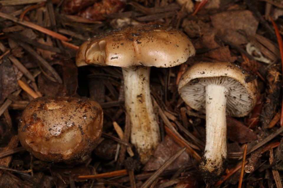 Hebeloma sacchariolens image