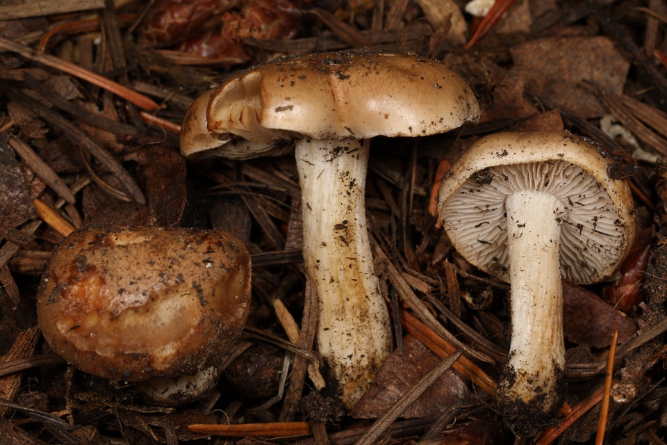 Hebeloma sacchariolens image